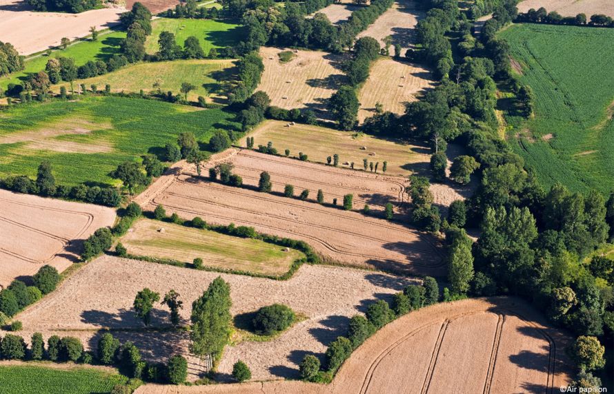 Des paysages bocagers pour favoriser la diversité végétale dans les champs cultivés